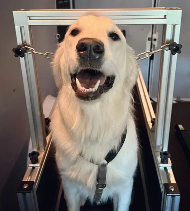 Customized Animal Treadmill Dog Machine,Treadmill for Dogs, Pets Aluminum Treadmill Walking Machine for Wholesale