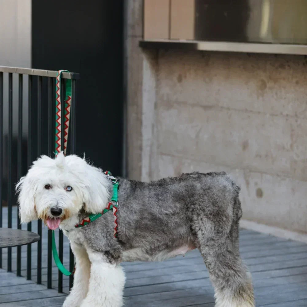 Multi-Functional Dog Leash & Harness Set
